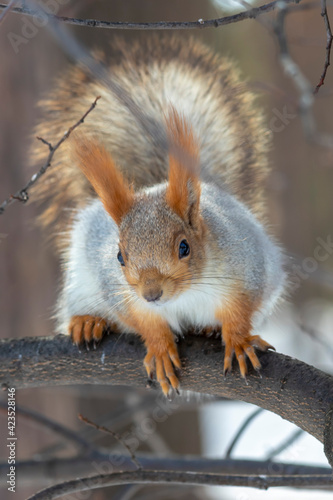 spring fluffy squirrel sitting on a tree branch 