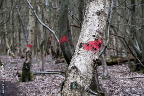 Shallow focus of a dead forest tree seen with a red spray marker. Similar to the distant trees, the dead trees are marked for cutting and removal.