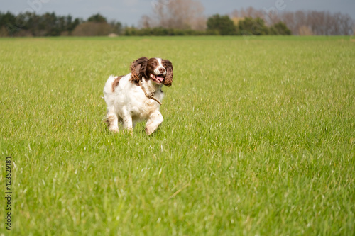 Shallow focus of an adult Springer Spaniel seen running to his owner in a large paddock.