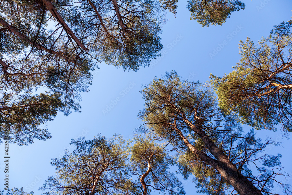 Forest landscape pine forest, selective focus, tree crowns against the sky, place for printing. Earth Day Forest landscape pine forest, selective focus, tree crowns against the sky, place for printing. Earth Day