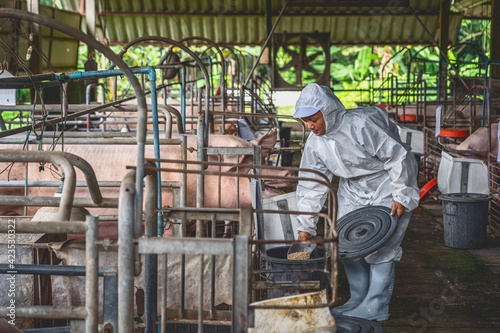 Asian veterinarian working and Feeding the pig food in hog farms  animal and pigs farm industry