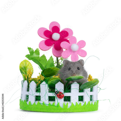 Cute gray baby hamster sitting in plastis look a like garden. Isolated on white background. photo