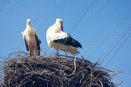 white stork in nest