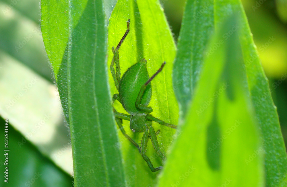 Green Huntsman Spider (Micrommata ligurina) Green Huntsman Spider (Micrommata ligurina)