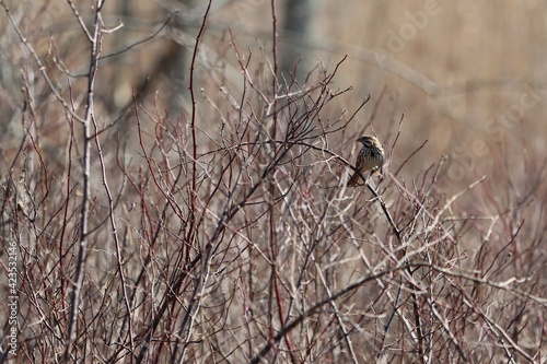 Song sparrow on branches