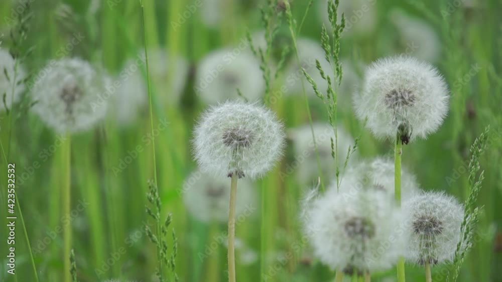 White dandelions swayed slightly in the wind. White dandelions swayed slightly in the wind.