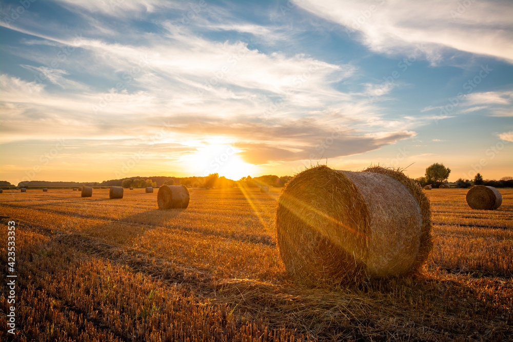 Beautiful bright sun rays under horizon over the field after harvesting. Straw bales outdoors on warm sunny summer evening. - obrazy, fototapety, plakaty 