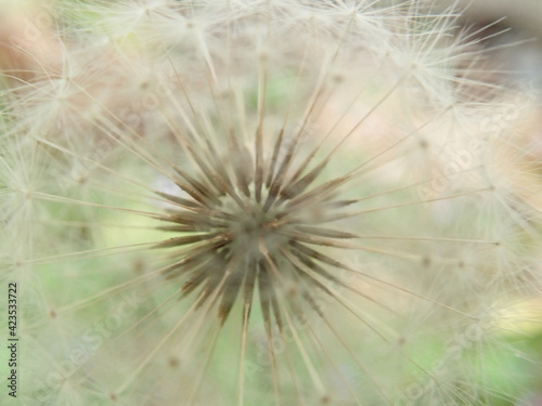 Dandelion gone to seed in a close up
