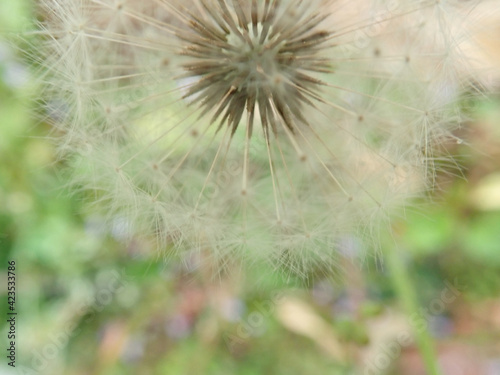 Dandelion gone to seed in a close up