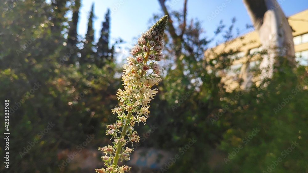 spring nature flowers foliage trees spring nature flowers foliage trees