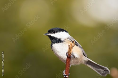Black Capped Chickadee perched on tree branch