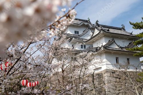 お城とお花見
