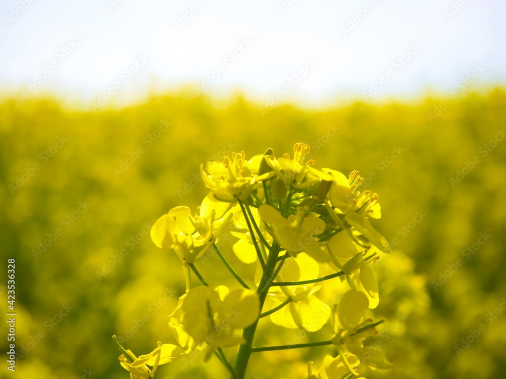 Obraz premium 菜の花