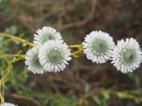 flor silvestre de color verde y blanco, múltiples pétalas, lérida, españa, europa