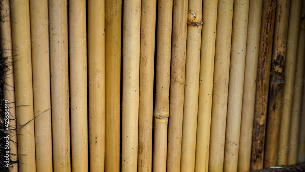 Fototapeta premium bamboo texture