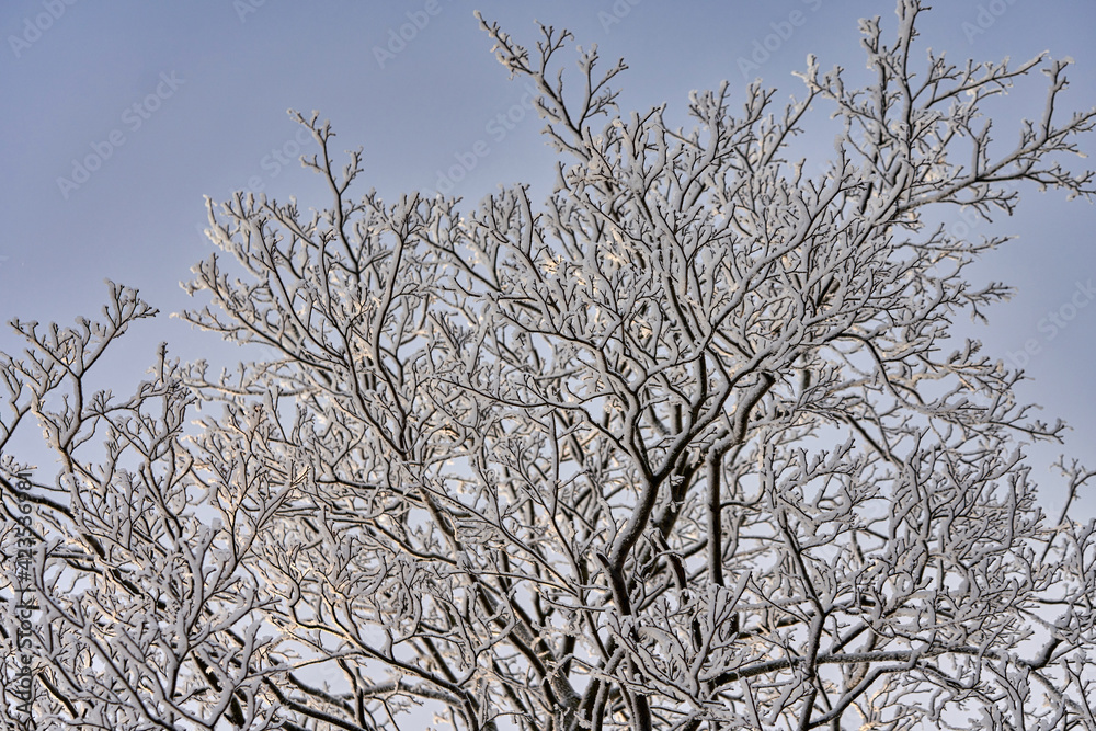 Fototapeta premium Snow and frost on the branches of trees against the background of the sky.