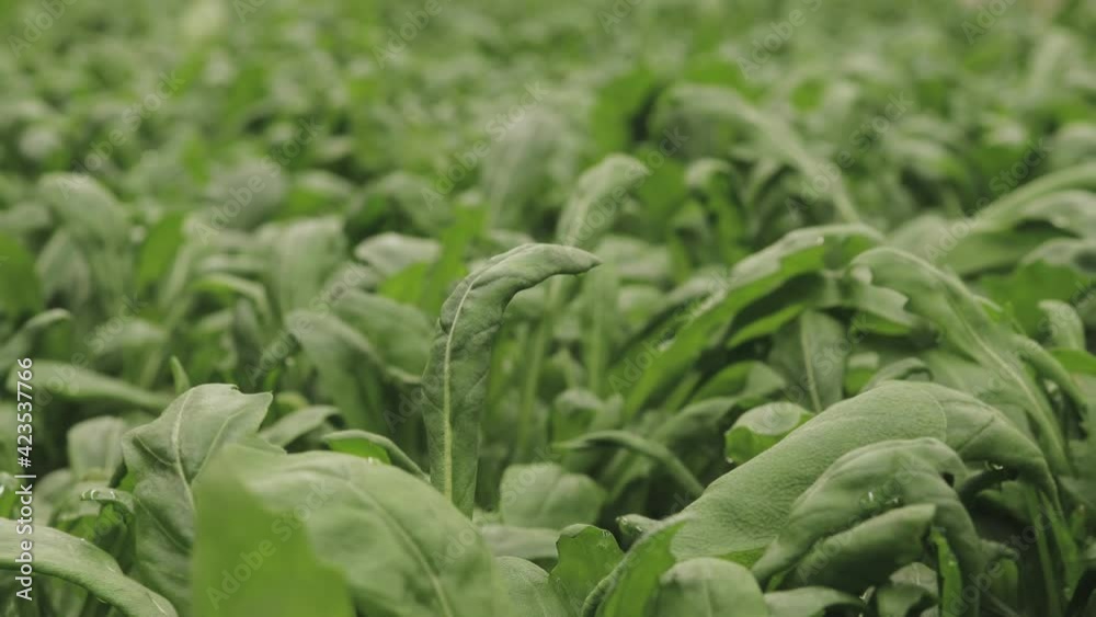 Fresh arugula leaves, close up. Lettuce salad plant, hydroponic vegetable leaves. Organic food ,agriculture and hydroponic conccept Fresh arugula leaves, close up. Lettuce salad plant, hydroponic vegetable leaves. Organic food ,agriculture and hydroponic conccept