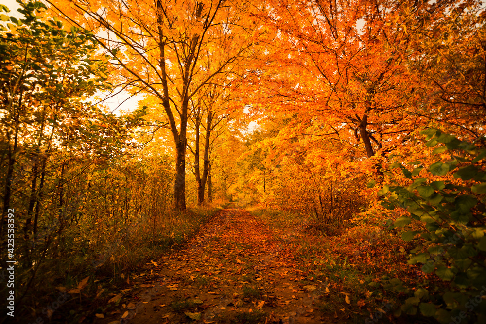 Obraz premium autumn in the park