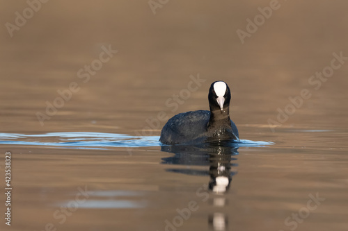 Obraz na plátne Close up portrait of a coot duck swimming on lake in spring