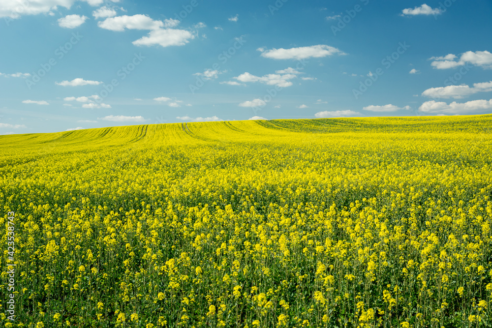 Huge yellow rape field to the horizon and blue sky