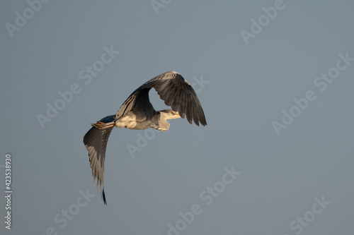 Great gray heron  Ardea cinerea  flying against blue sky in spring