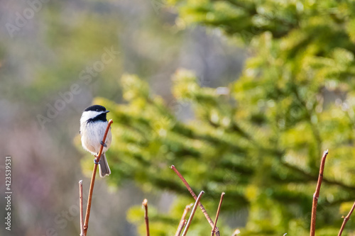 Black Capped Chickadee perched on tree branch