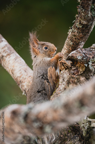 Squirrel rodent small cute animal winter forest woods wildlife photo