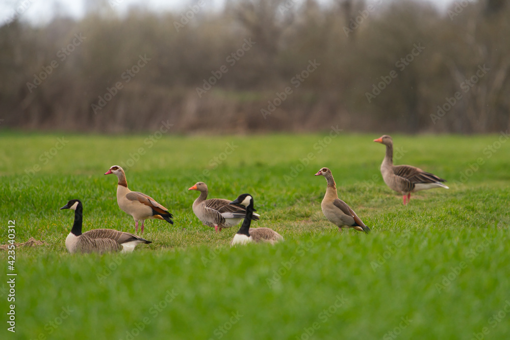 three different pairs of geese in a green meadow, Canada Goose, Egyptian Goose, Greylag Goose three different pairs of geese in a green meadow, Canada Goose, Egyptian Goose, Greylag Goose