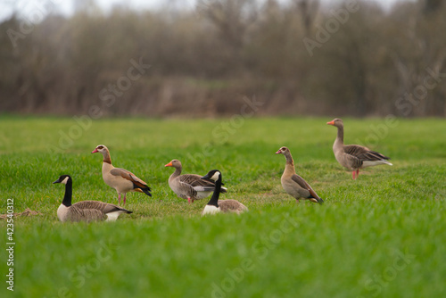 three different pairs of geese in a green meadow, Canada Goose, Egyptian Goose, Greylag Goose