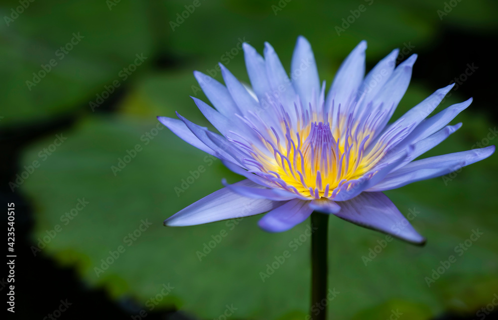 Purple lotus flower (water lily) with yellow pollen is blooming in the pool. Purple lotus flower (water lily) with yellow pollen is blooming in the pool.
