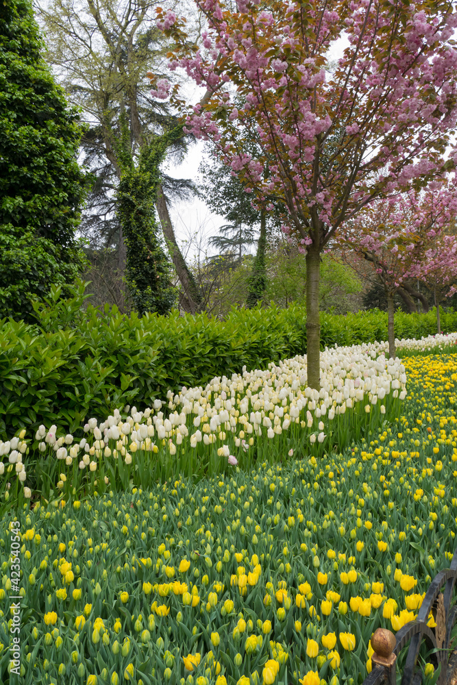Obraz premium World famous Tulip Festival in Emirgan Park, Istanbul, Turkey. Flowering of tulips.