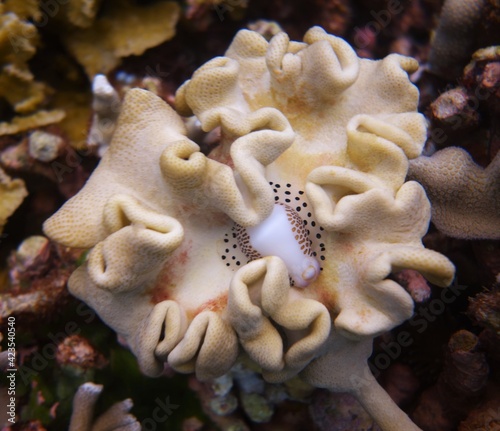 Canvas Print Coral head hiding an egg cowrie