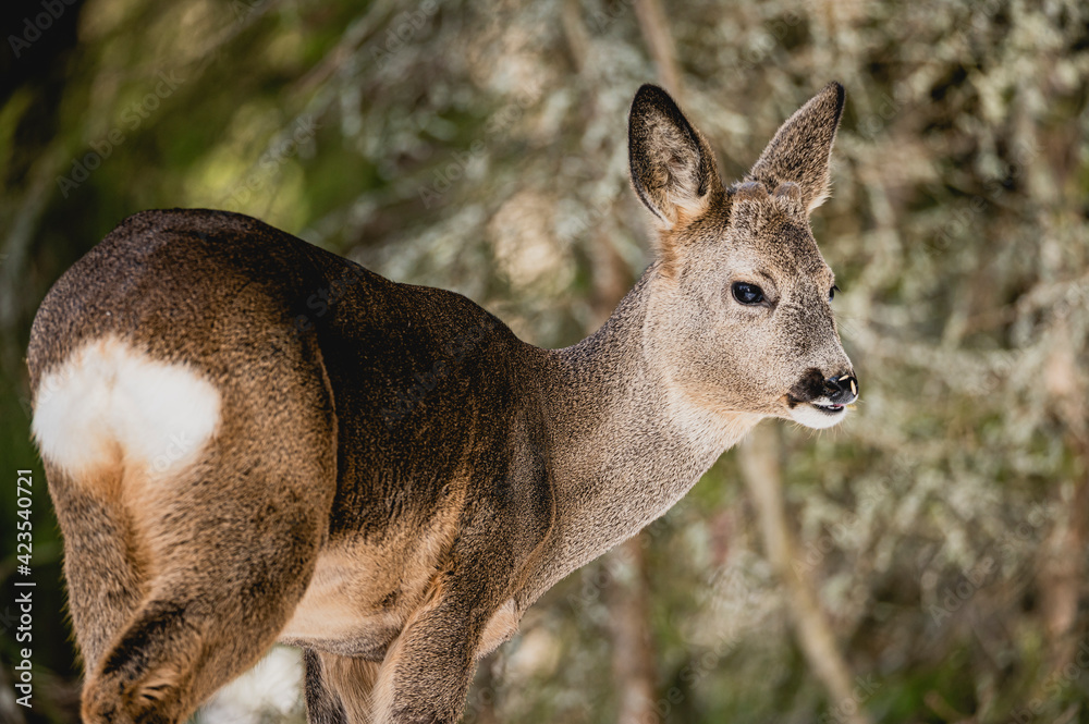 Deer white tail animal forest woods wildlife winter snow