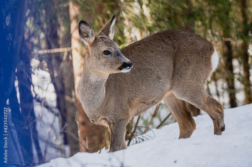 Deer white tail animal forest woods wildlife winter snow Deer white tail animal forest woods wildlife winter snow