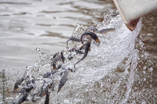 Photos Amur sturgeon ( Acipenser schrenckii ) fingerlings from the fish hatchery are released into the Amur river
