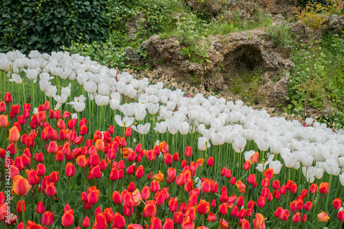 Red and white tulips in Emirgan park,Istanbul,Turkey,April 2017 photo