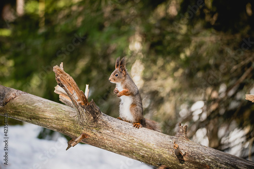 Squirrel forest winter snow jump food tree climb