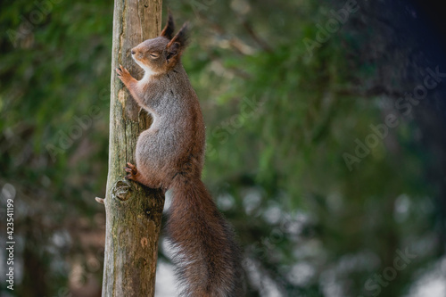 Squirrel forest winter snow jump food tree climb