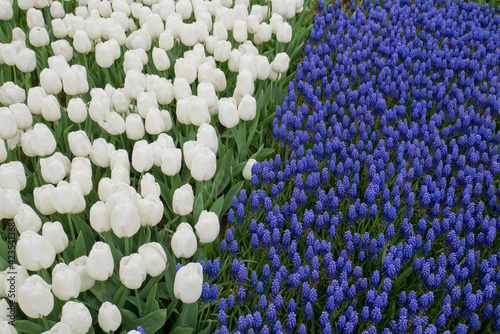 White tulips and blue grape hyacinths (muscari armeniacum) in a park. Selective focus, spring concept.