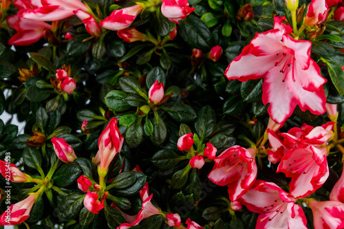 Background of the blooming pink azalea flowers