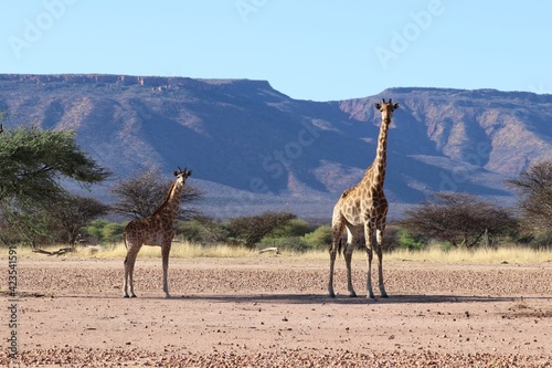 beautiful giraffes - Namibia, Africa