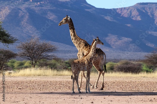 beautiful giraffes - Namibia  Africa