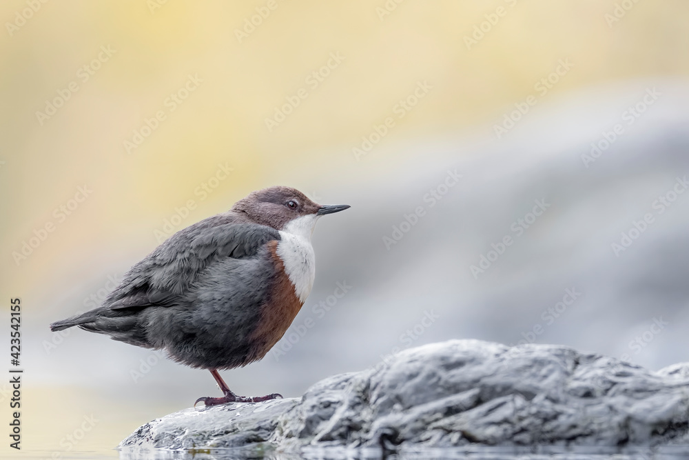 Wonderful portrait of Dipper at sunrise (Cinclus cinclus) Wonderful portrait of Dipper at sunrise (Cinclus cinclus)