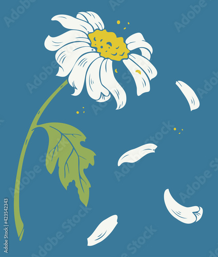 Vector illustration of camomile with falling petals. Design for postcard.