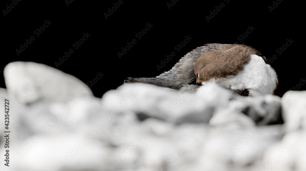Cleaning time for the White throated Dipper (Cinclus cinclus) Cleaning time for the White throated Dipper (Cinclus cinclus)