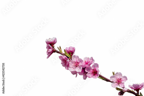 Pink peach tree flowers, blooming branch isolated on white background with copy space