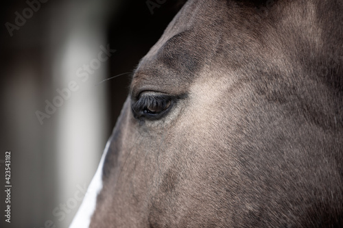 close up of horse eye  brown horse