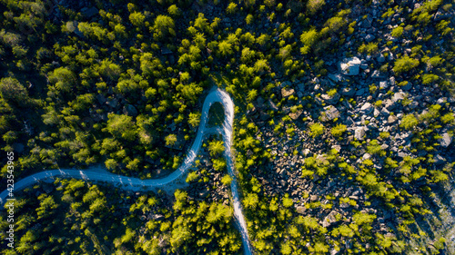 road in forest