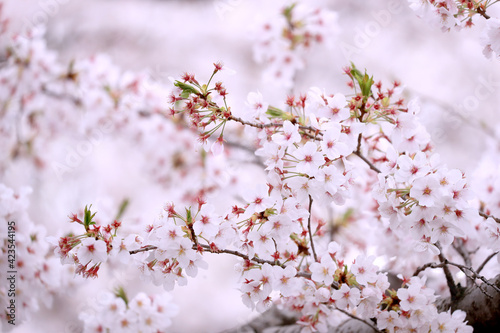 満開の桜