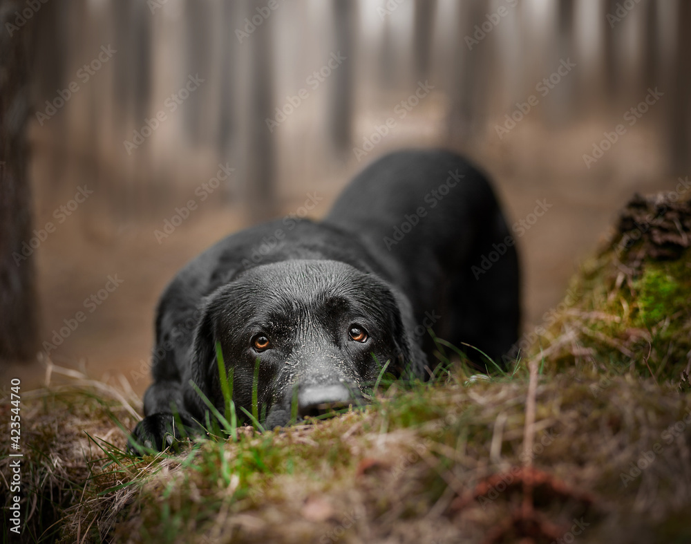 Hund macht Pause im Wald